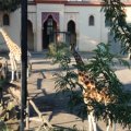 Giraffen im Bioparco