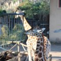 Giraffen im Bioparco