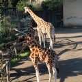 Giraffen im Bioparco