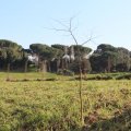 Pinienwald an der Via Appia Antica