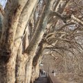 Allee am Tiber