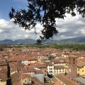 Blick Richtung Westen vom Torre Guinigi auf Lucca. Mit dem Torre dellOrologio.