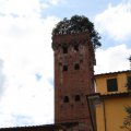 Torre Guinigi
