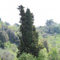 Via Pieve di Santo Stefano (43°5329.1"N 10°2640.0"E)