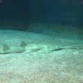 Sägefisch im Acquario di Genova