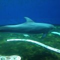 Delfin im Acquario di Genova