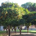 Orangenbäume im Giardino degli Aranci auf dem Aventino