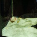 Axolotl