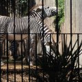Zebras im Bioparco