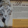 Schautafel vom weissen Tiger Gladio