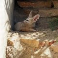 Fennec im Bioparco di Roma