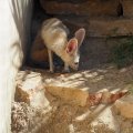 Fennec
