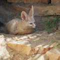 Fennec