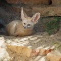 Fennec