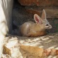 Fennec