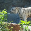 Gladio, der weisse Tiger aus dem Bioparco di Roma