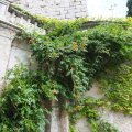 Bewuchs im Hof des Castello di Duino