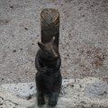 Eichhörnchen auf Steinkrog im Parco Miramare
