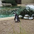 Afrikanischer Pinguin im Bioparco