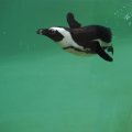 Afrikanischer Pinguin im Bioparco