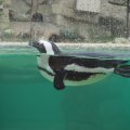 Afrikanischer Pinguin im Bioparco