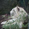 Gladio, der weisse Tiger im Bioparco