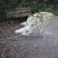 Gladio, der weisse Tiger im Bioparco
