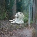Gladio, der weisse Tiger im Bioparco