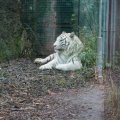 Gladio, der weisse Tiger im Bioparco