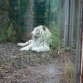 Gladio, der weisse Tiger im Bioparco