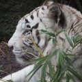 Gladio, der weisse Tiger im Bioparco
