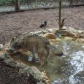 Wolf im Bioparco