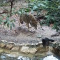 Wolf im Bioparco