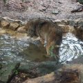 Wolf im Bioparco