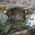 Wolf im Bioparco