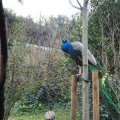 Pfau im Bioparco