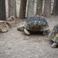 Strahlungsschildkröten im Bioparco