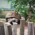 Aldabra-Riesenschildkröte im Bioparco