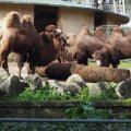 Trampeltiere im Bioparco