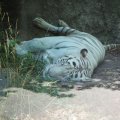 Gladio der weisse Tiger im Bioparco