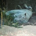 Gladio der weisse Tiger im Bioparco