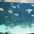 Im+Acquario+di+Livorno