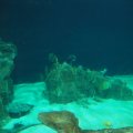 Im Acquario di Livorno