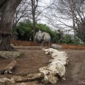 Bioparco in Rom: Weißes Nashorn (Rinoceronte bianco)