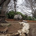 Bioparco in Rom: Weißes Nashorn (Rinoceronte bianco)