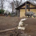 Bioparco in Rom: Weißes Nashorn (Rinoceronte bianco)