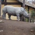 Bioparco in Rom: Weißes Nashorn (Rinoceronte bianco)