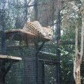 Bioparco in Rom: Kaukasischer Leopard (Leopardo del Caucaso)