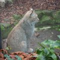 Bioparco in Rom: Eurasischer Luchs (Lince Euroasiatica)