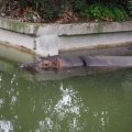 Bioparco in Rom: Amphibisches Nilpferd (Ippopotamo anfibio)